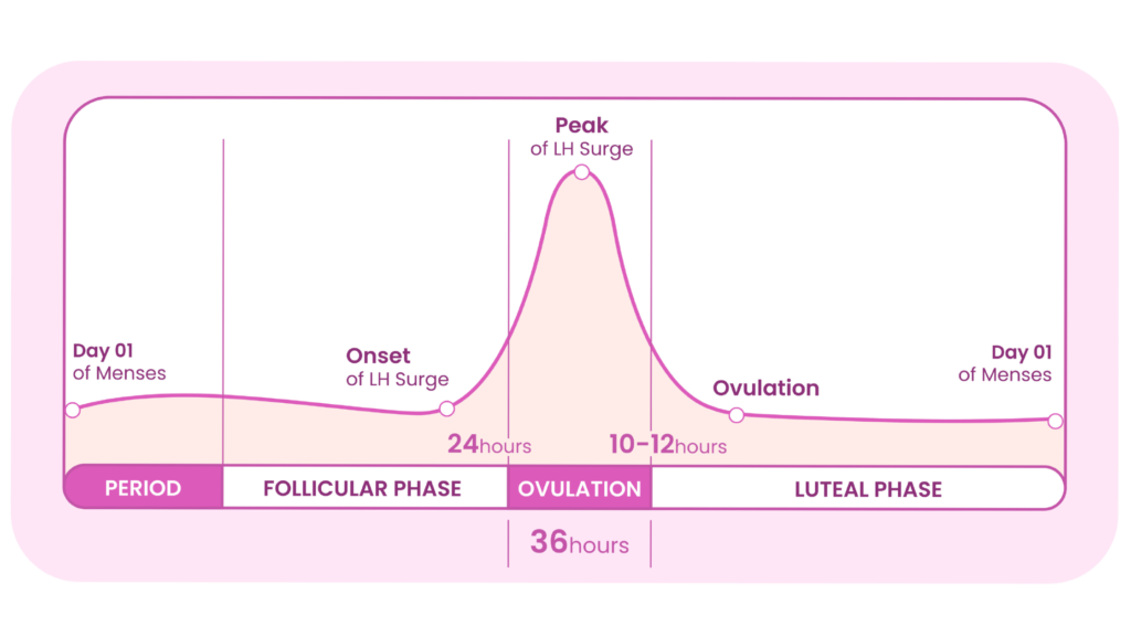 A visual depiction of the menstrual cycle, for cycle syncing. 