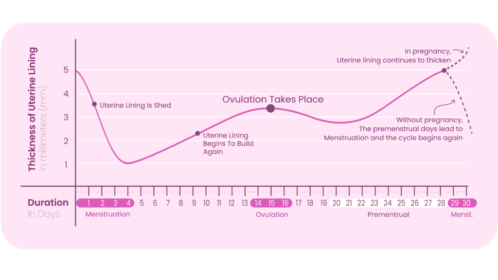 A visual depiction of the menstrual cycle, for cycle syncing. 