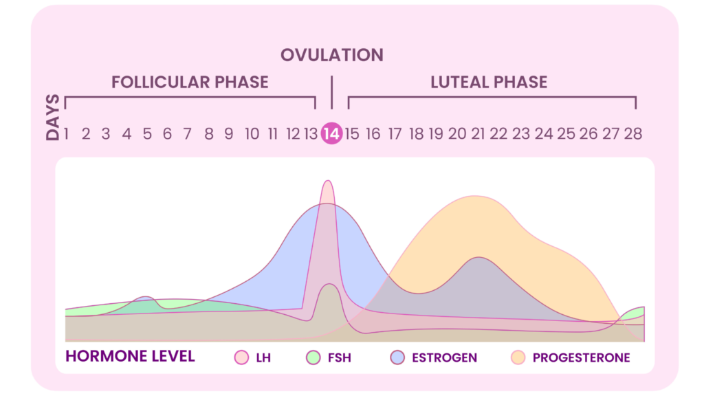 A visual depiction of the menstrual cycle, for cycle syncing. 