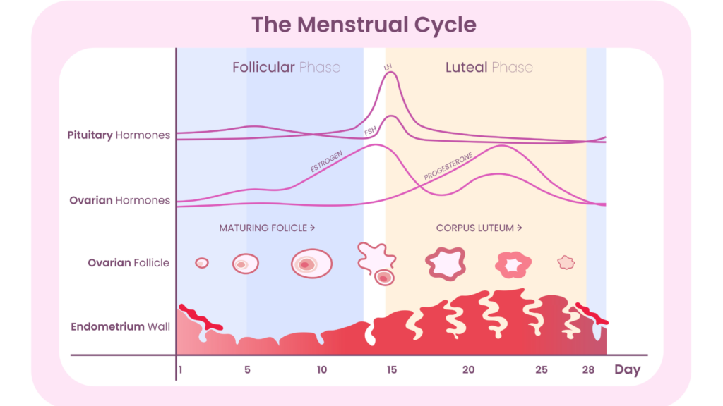 A visual depiction of the menstrual cycle, for cycle syncing. 